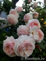 A Shropshire Lad A Shropshire Lad