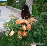Lady of Shalott 