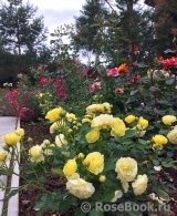 Golden Border Golden Border