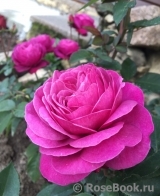 Heidi Klum Rose Heidi Klum Rose