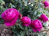 Heidi Klum Rose Heidi Klum Rose