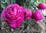 Heidi Klum Rose Heidi Klum Rose