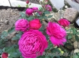 Heidi Klum Rose Heidi Klum Rose
