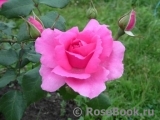 Rosarium Uetersen Rosarium Uetersen