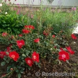 Rouge Meillandecor Rouge Meillandecor