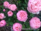 The Alnwick Rose The Alnwick Rose