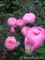The Alnwick Rose The Alnwick Rose