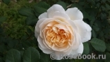 Crocus Rose® Crocus Rose®