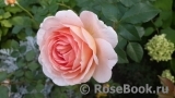 Jubilee Celebration® Jubilee Celebration®