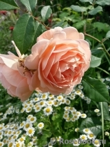 Crown Princess Margareta® Crown Princess Margareta®