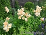 Crown Princess Margareta® Crown Princess Margareta®