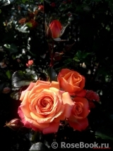 Orange Babyflor Orange Babyflor