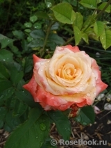 Frohsinn 82 Frohsinn 82