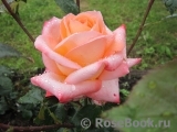 Frohsinn 82 Frohsinn 82