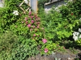 Perennial Blue Perennial Blue