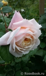 Crocus Rose® Crocus Rose®