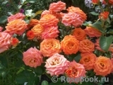 Orange Babyflor Orange Babyflor