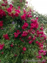 Excelsa Excelsa