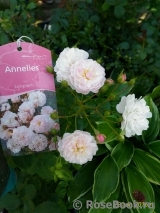 Annelies Annelies