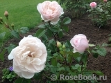Generous Gardener, The Generous Gardener, The