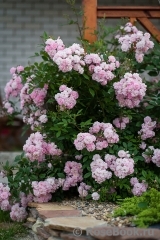 Brise Parfum Brise Parfum