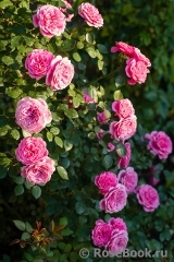Starlet®-Rose Eva® Starlet®-Rose Eva®