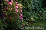 Starlet®-Rose Eva® Starlet®-Rose Eva®