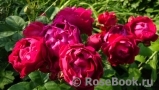 Ascot Ascot