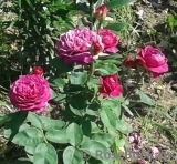 Heidi Klum Rose Heidi Klum Rose