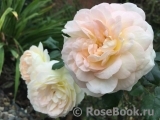 Marie Antoinette Marie Antoinette