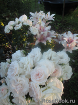 Aspirin Rose Aspirin Rose