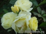 Golden Border Golden Border