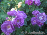 Rhapsody in Blue Rhapsody in Blue