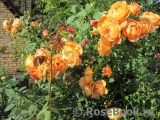 Lady of Shalott Lady of Shalott