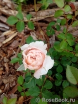 Abraham Darby Abraham Darby