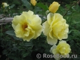 Goldspatz ® Goldspatz ®