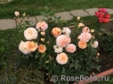 Sangerhauser Jubilaumsrose Sangerhauser Jubilaumsrose