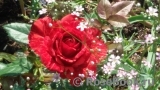 Red Intuition Red Intuition