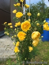 Persian Yellow Persian Yellow
