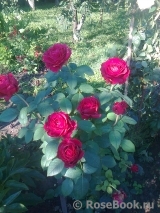 Rose des 4 Vents Rose des 4 Vents