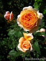 Crown Princess Margareta® Crown Princess Margareta®