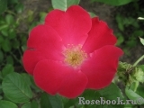 Robusta Robusta