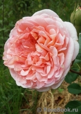 Abraham Darby Abraham Darby
