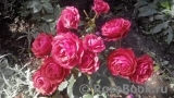 Cherry Girl ® Cherry Girl ®