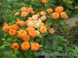 Orange Babyflor Orange Babyflor