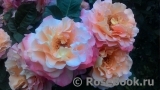 Augusta Luise Augusta Luise