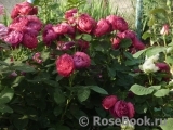 Ascot Ascot