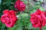 Grande Amore Grande Amore