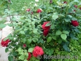 Grande Amore Grande Amore