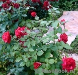 Grande Amore Grande Amore
